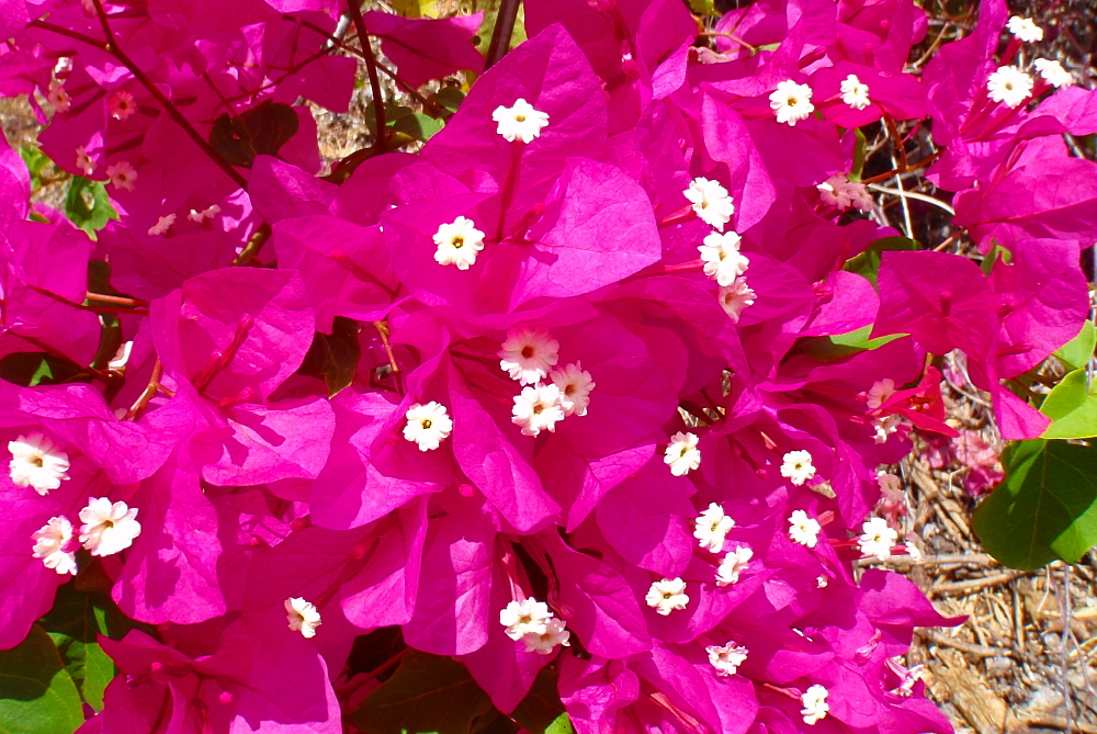 ココクレーター植物園の花