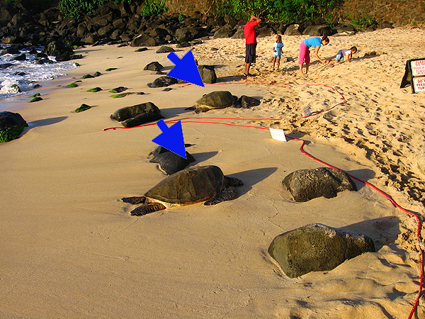 Sea Turtle2