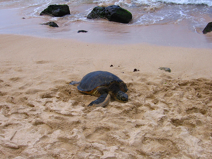 ウミガメ