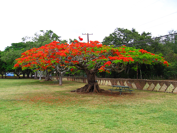 ロイヤル・ポインシアナ