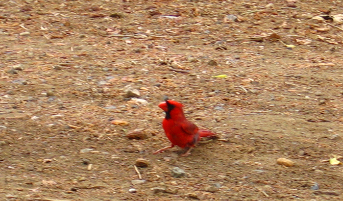 カージナル