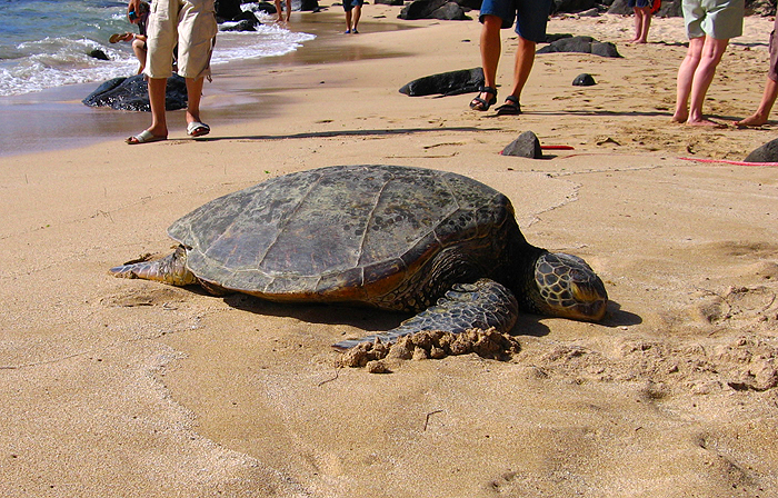 ウミガメ