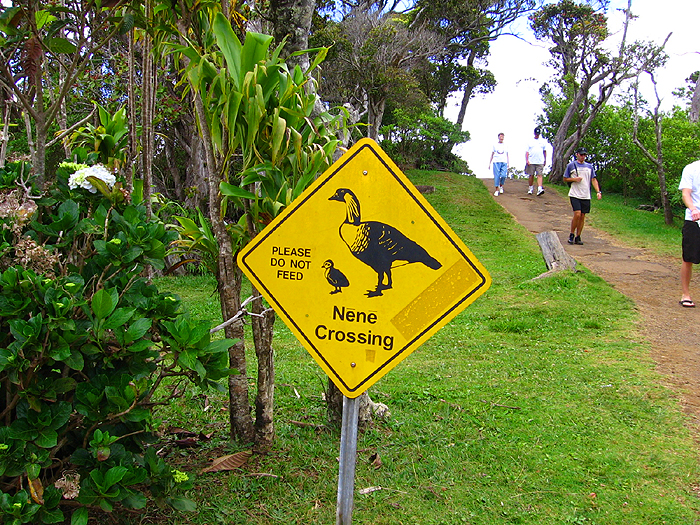 NENE CROSSING