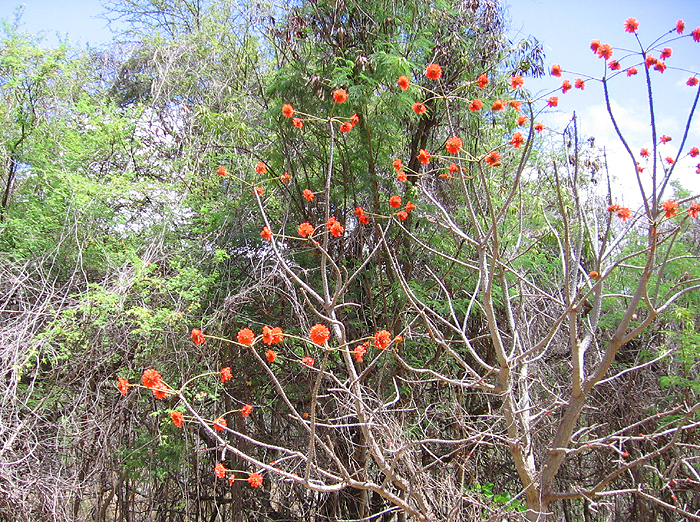 アフリカの花