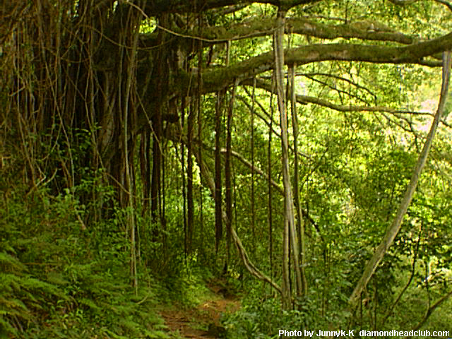 巨大バニアンツリー２００２