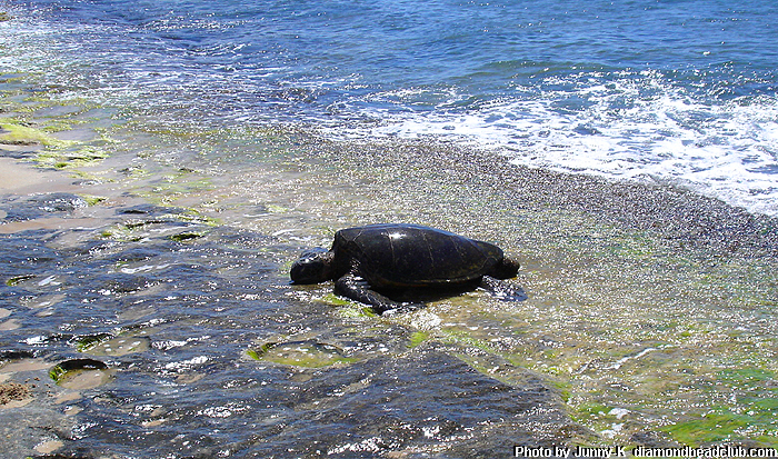 ウミガメ