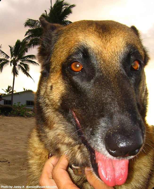 Dog１