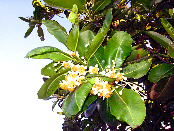 カマニの花