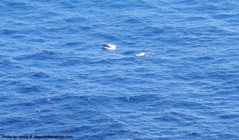 クジラ2
