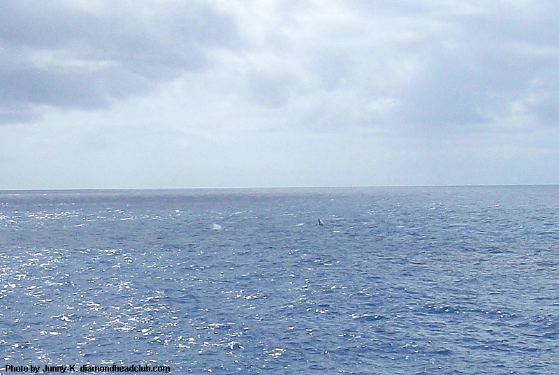 クジラ