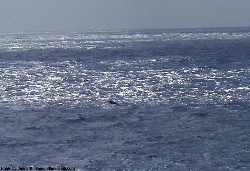 クジラ2