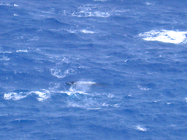 マカプウから見下ろすクジラ３