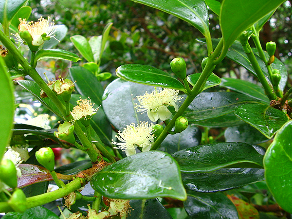 ストロベリー・グアヴァの花