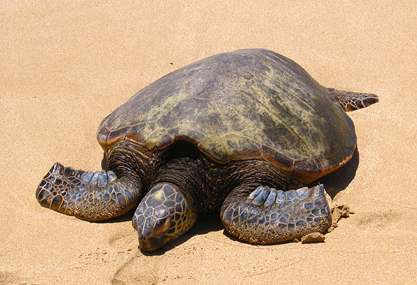 ラニアケアのウミガメ