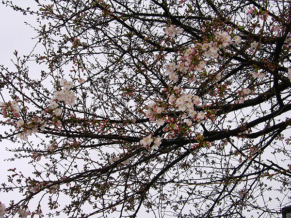 桜