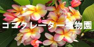 ココクレーター